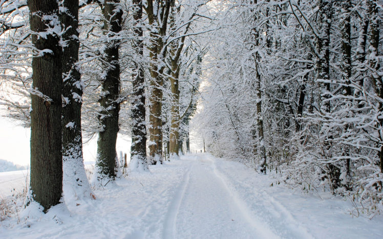 landscapes, Nature, Trees, Roads, Winter, Snow, Seasons HD Wallpaper Desktop Background