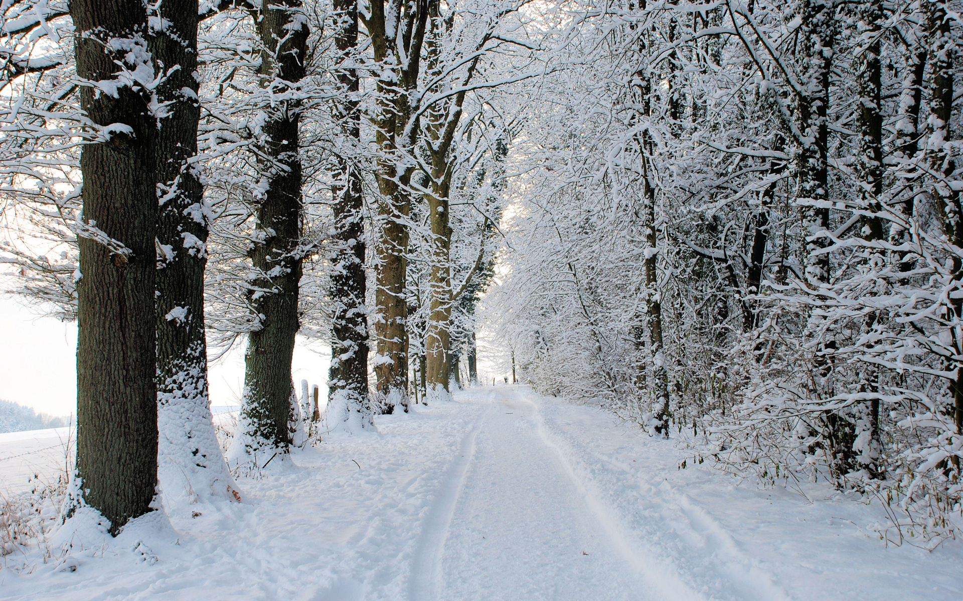 Landscapes Nature Trees Roads Winter Snow Seasons Wallpapers HD 