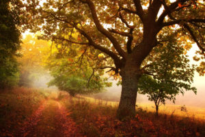 nature, Landscapes, Trees, Roads, Autumn, Fall, Seasons, Fog, Mist, Haze, Colors, Fields