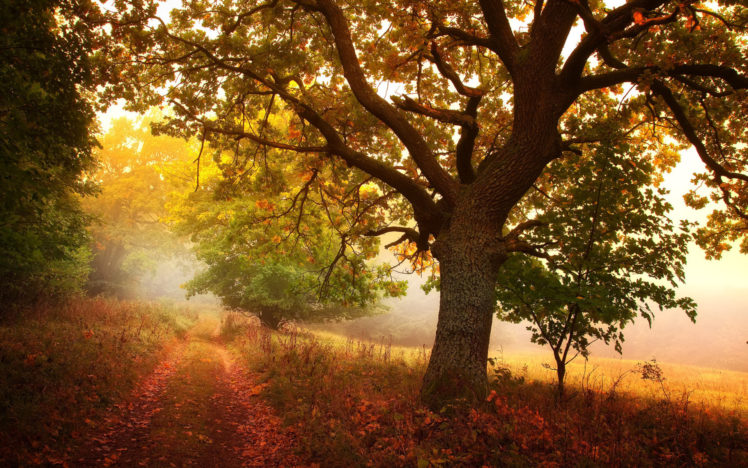 nature, Landscapes, Trees, Roads, Autumn, Fall, Seasons, Fog, Mist, Haze, Colors, Fields HD Wallpaper Desktop Background