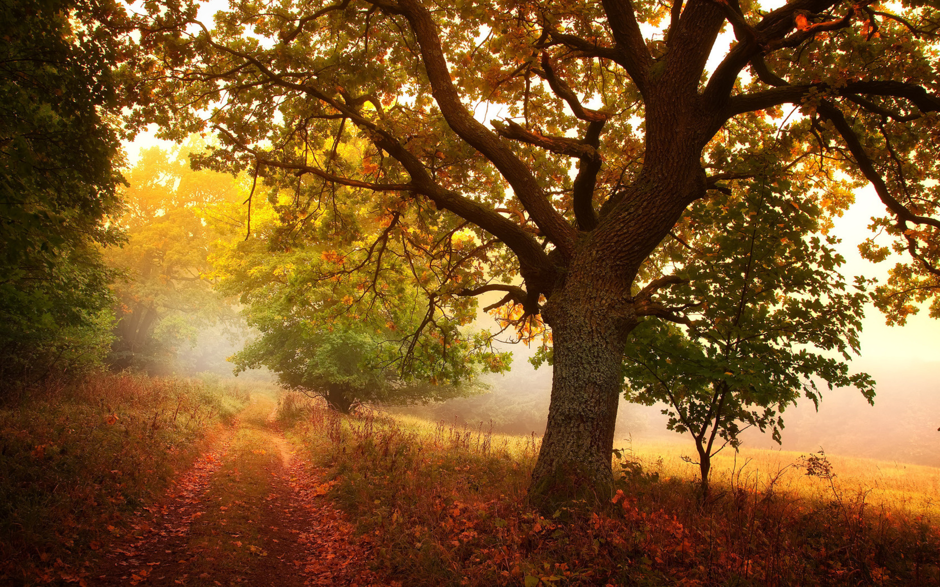 nature, Landscapes, Trees, Roads, Autumn, Fall, Seasons, Fog, Mist, Haze, Colors, Fields Wallpaper