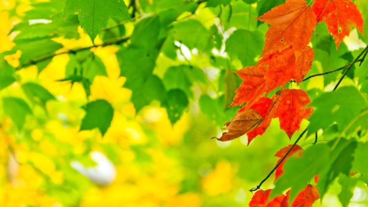 nature, Autumn, Leaves, Sunlight, Macro, Depth, Of, Field HD Wallpaper Desktop Background