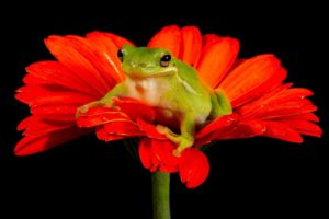 frogs, Black, Background, Red, Flowers, Amphibians