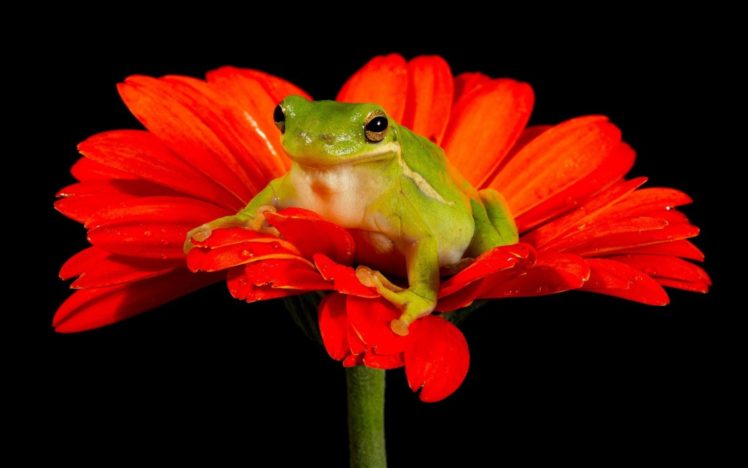 frogs, Black, Background, Red, Flowers, Amphibians HD Wallpaper Desktop Background