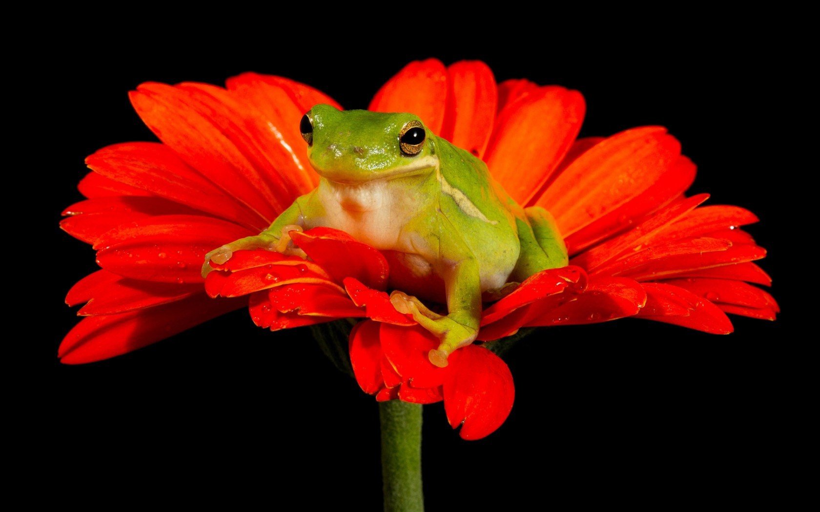 frogs, Black, Background, Red, Flowers, Amphibians Wallpaper