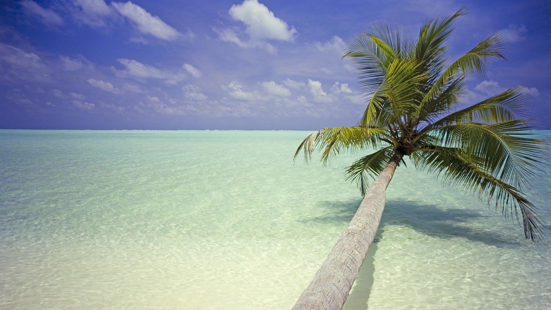 ocean, Clouds, Palm, Trees, Beaches Wallpaper