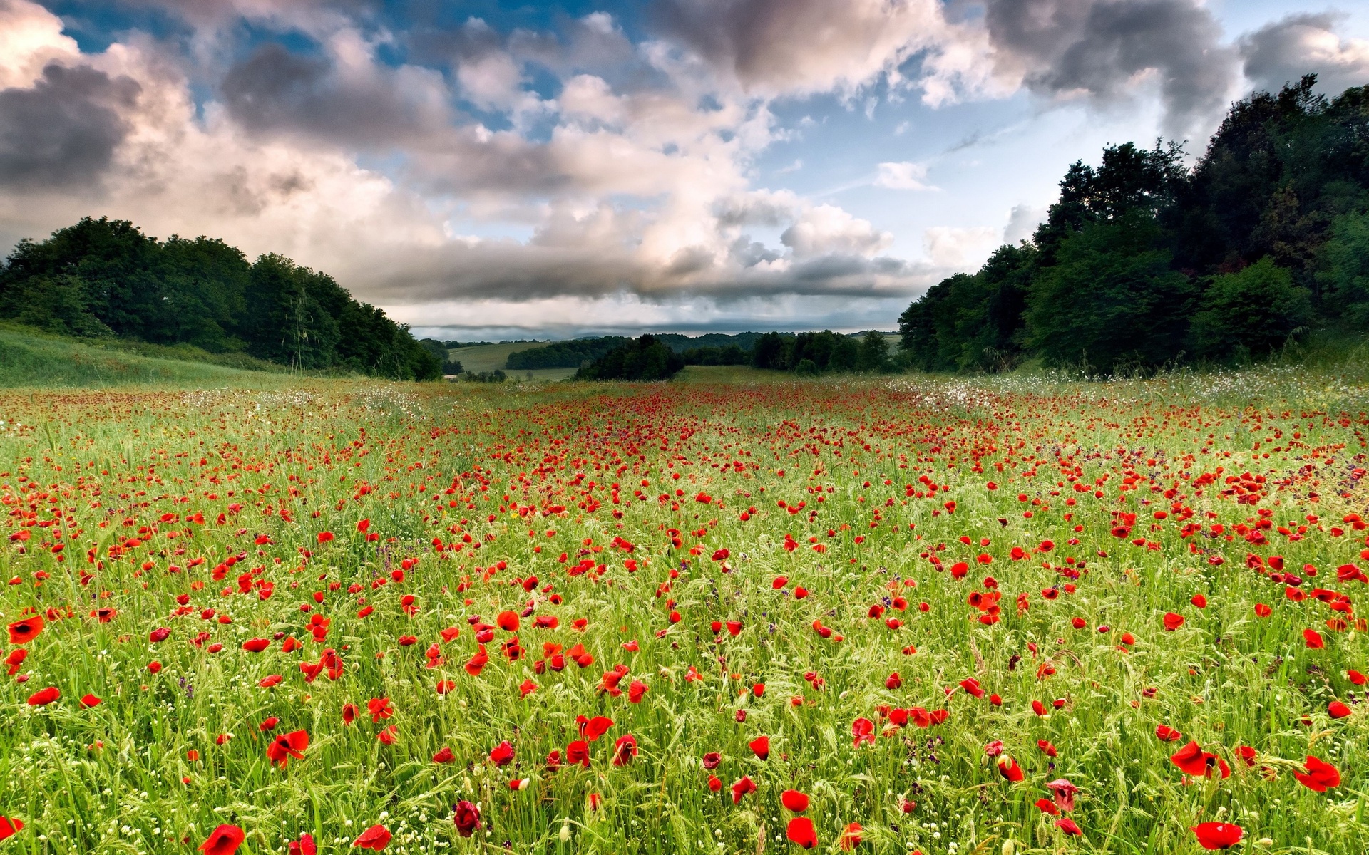 nature, Landscapes, Flowers, Fields, Trees, Sky, Skies, Clouds, Poppy, Poppies, Green, Contrast Wallpaper