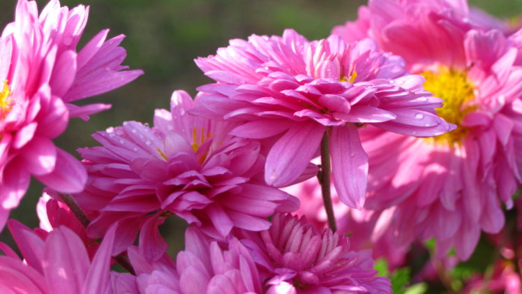 nature, Flowers, Petals, Pink, Macro, Close, Up, Photography HD Wallpaper Desktop Background