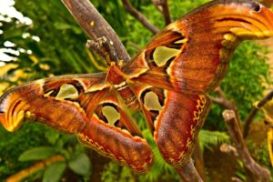 animals, Insects, Moth, Butterfly, Wings, Colors, Contrast, Trees, Tropical, Nature, Jungle, Forest