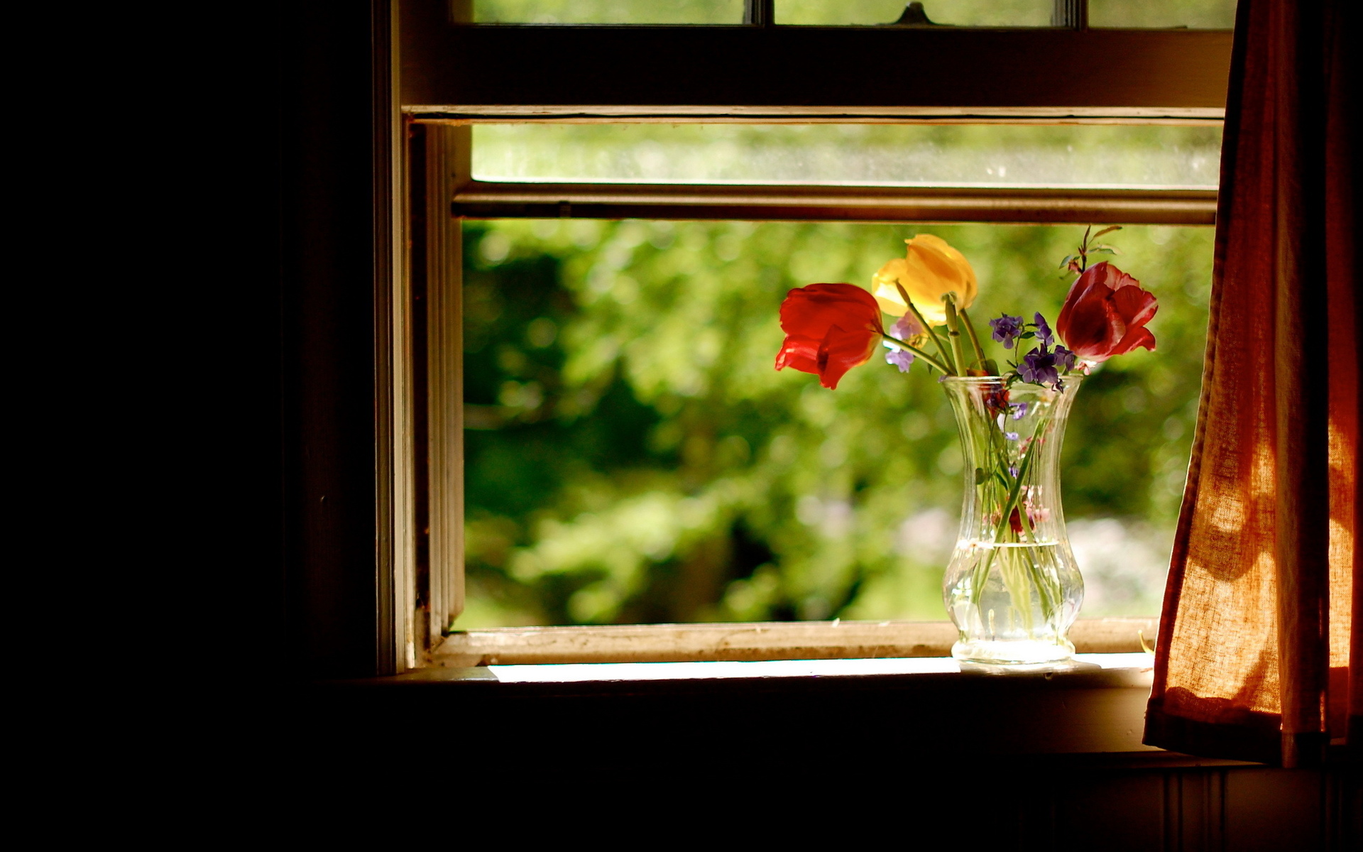 nature, Flowers, Still, Life, Vase, Glass, Petals, Colors, Window, Curtain, Room, Photography, Water, Sunlight Wallpaper