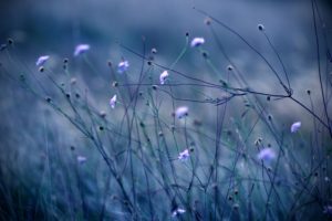 field, Of, Purple, Flowers