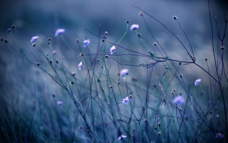 field, Of, Purple, Flowers HD Wallpaper Desktop Background
