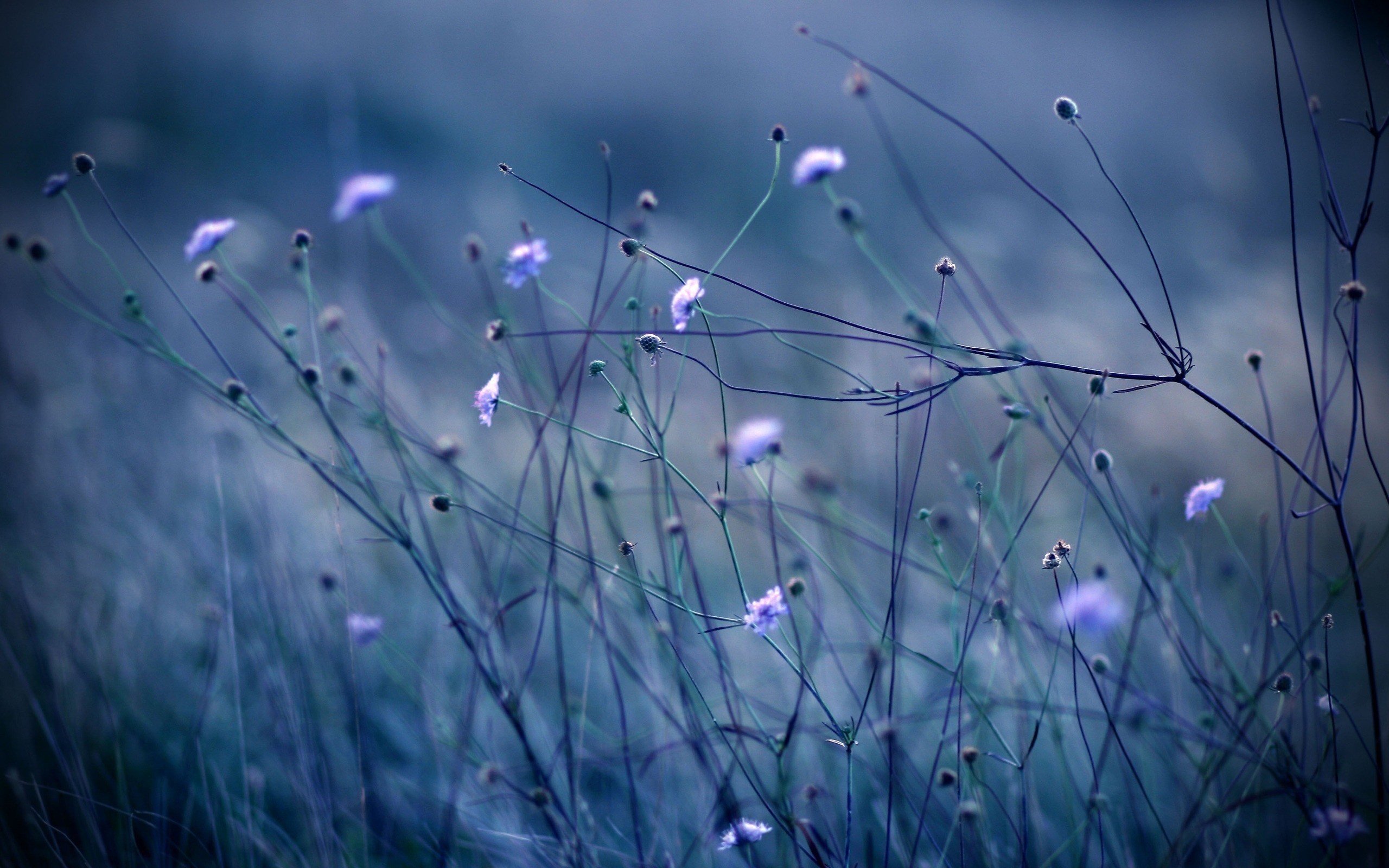 field, Of, Purple, Flowers Wallpaper