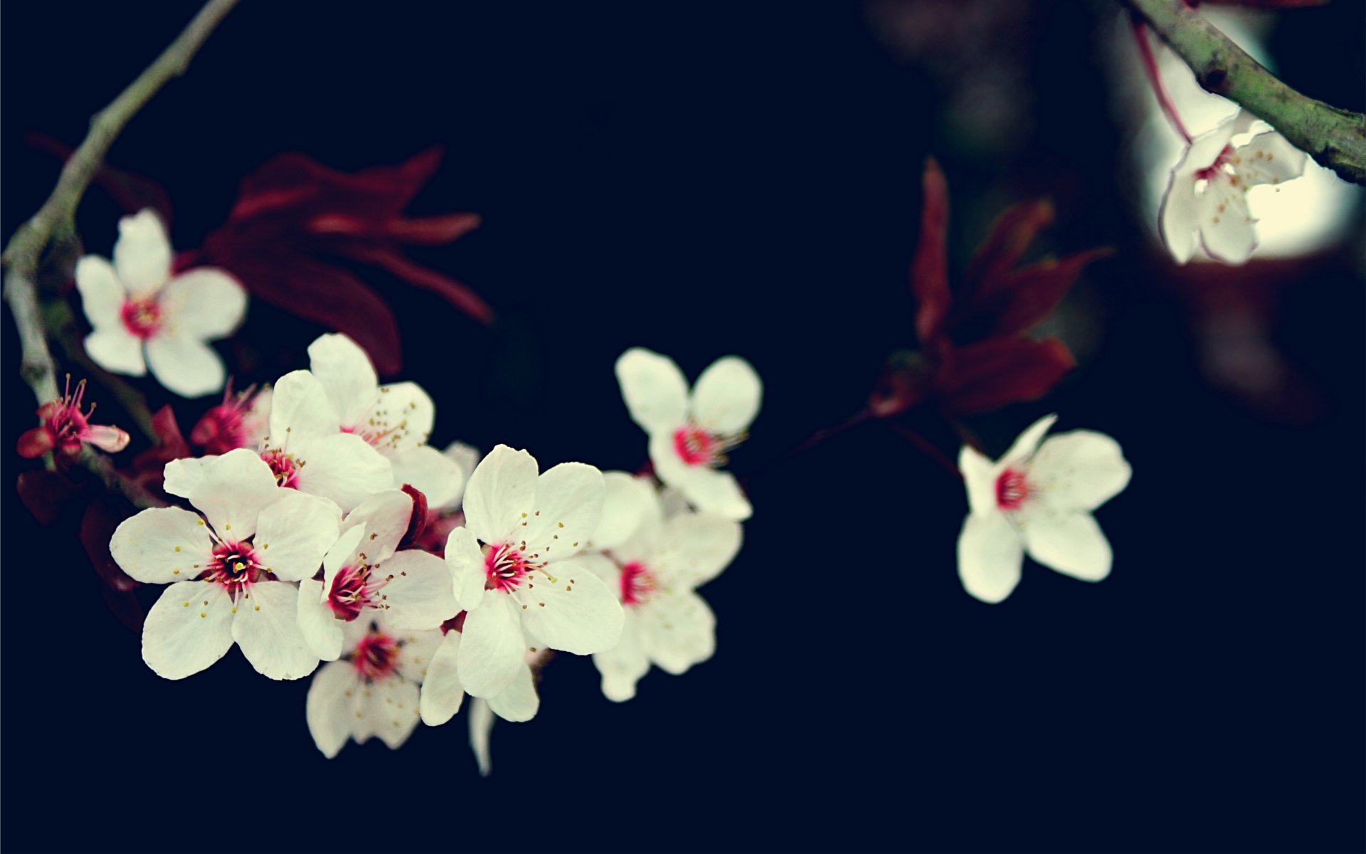 cherry, Blossoms, Flowers, White, Flowers Wallpaper