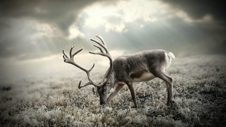 reindeer, Deer, Animals, Antler, Landscape, Nature, Wildlife, Manipulation, Cg, Digital, Field, Sky, Clouds, Sunlight, Sunbeam, Christmas HD Wallpaper Desktop Background