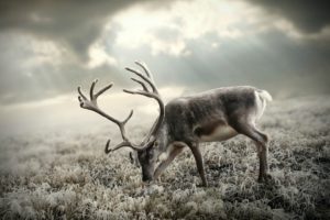 reindeer, Deer, Animals, Antler, Landscape, Nature, Wildlife, Manipulation, Cg, Digital, Field, Sky, Clouds, Sunlight, Sunbeam, Christmas