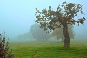 park, Field, Autumn, Trees, Fog