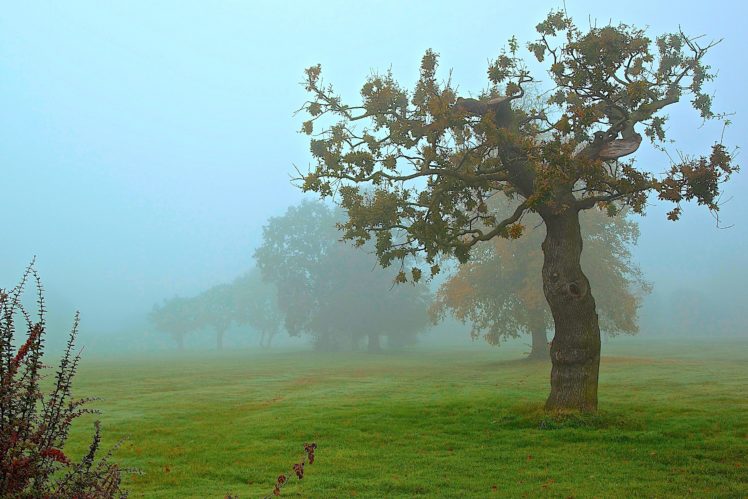 park, Field, Autumn, Trees, Fog HD Wallpaper Desktop Background