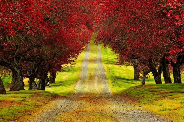 road, Tree, Autumn HD Wallpaper Desktop Background
