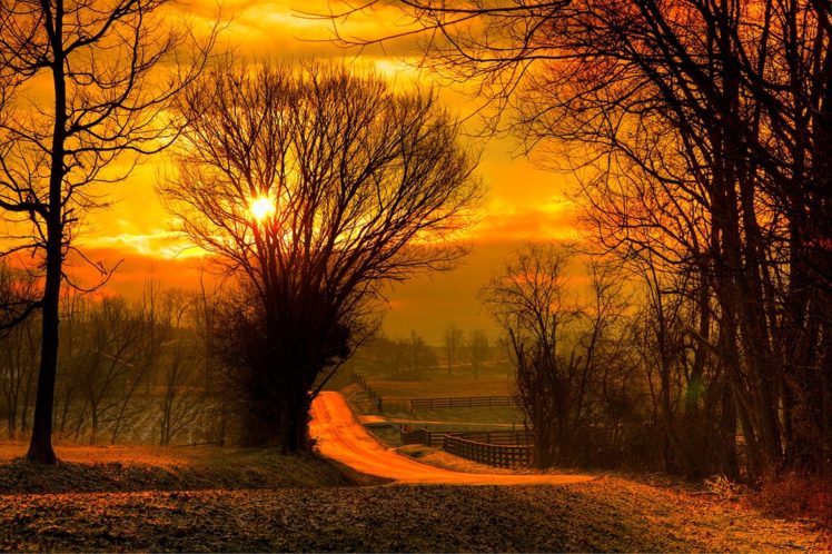 sun, Leaves, Field, Nature, Sunset, Sky, Trees, Forest, Sunrise HD Wallpaper Desktop Background