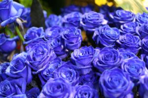 bouquet, Nature, Flowers, Blue, Macro, Close, Up