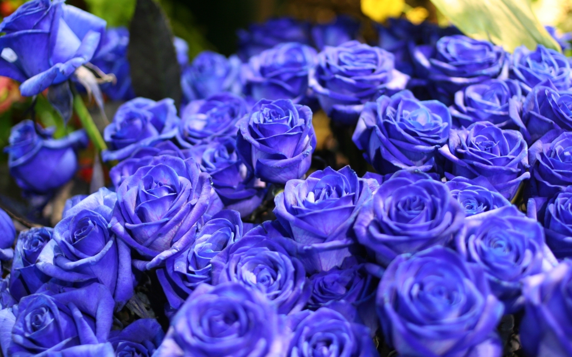bouquet, Nature, Flowers, Blue, Macro, Close, Up Wallpaper