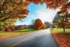 nature, Landscapes, Roads, Trees, Leaves, Autumn, Fall, Seasons, Colors, Sky, Clouds, Sunlight