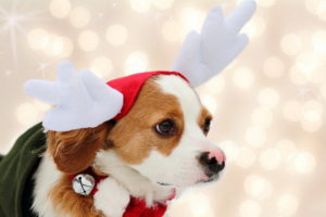 holidays, Christmas, Seasonal, Dogs
