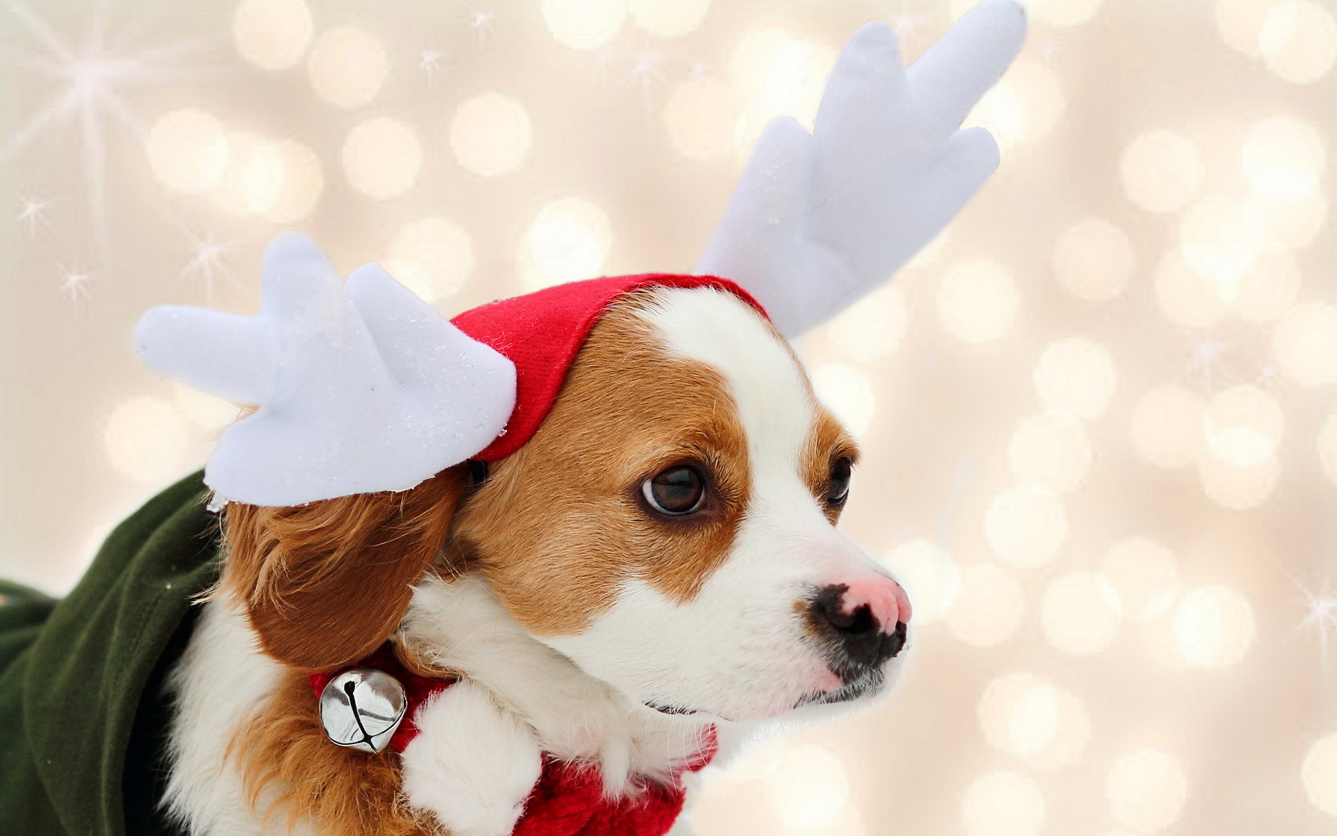 holidays, Christmas, Seasonal, Dogs Wallpaper