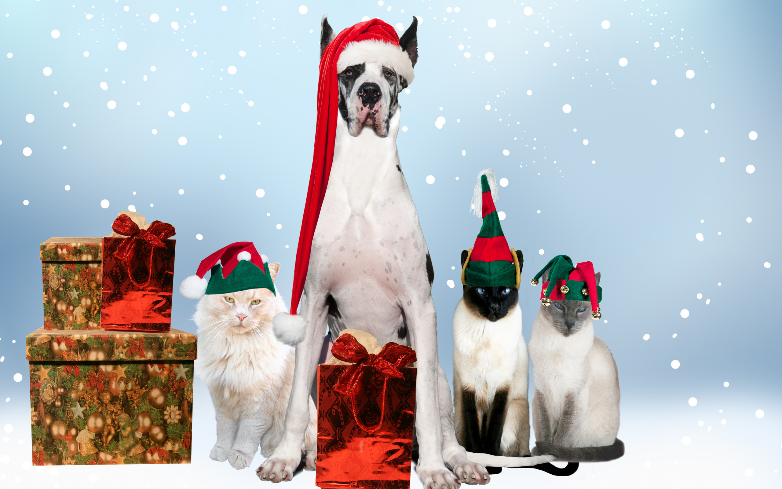 holidays, Christmas, Seasonal, Dogs Wallpaper