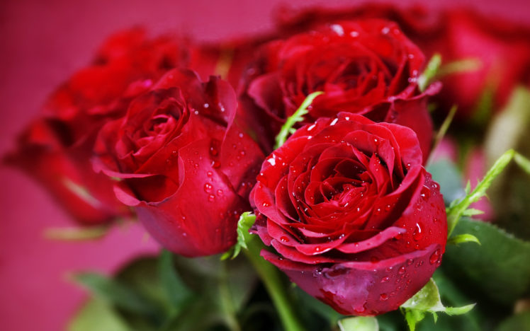 nature, Flowers, Bouquets, Rose, Red, Close, Up, Macro, Holidays, Valentine, Plants HD Wallpaper Desktop Background