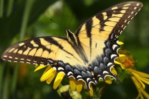 animals, Insects, Butterfly, Butterflies, Wings, Colors, Close, Up, Monarch, Plants, Flowers, Wildlife