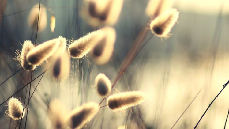 nature, Plants, Sunlight, Macro, Depth, Of, Field HD Wallpaper Desktop Background