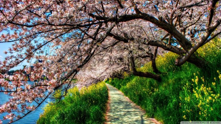 nature, Trees, Flowers, Spring, Flowered, Trees HD Wallpaper Desktop Background