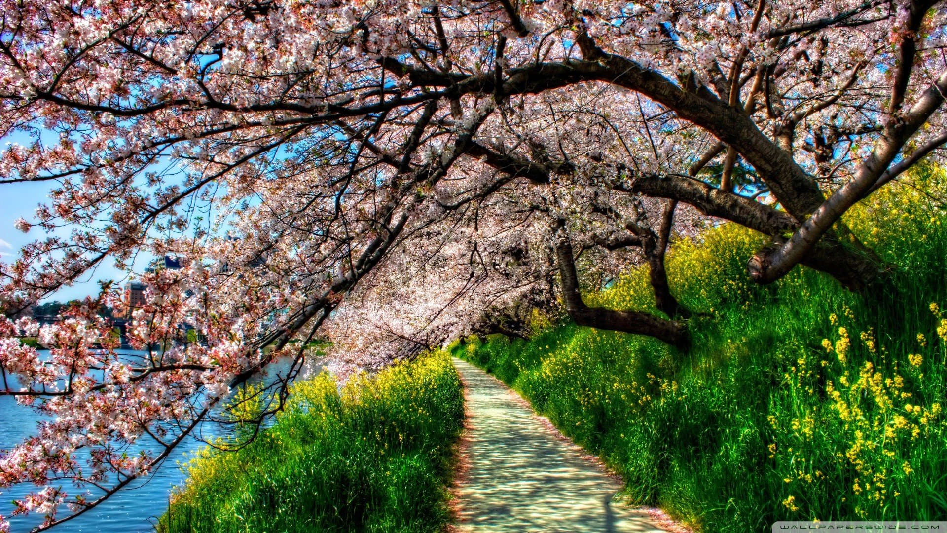 nature, Trees, Flowers, Spring, Flowered, Trees Wallpaper