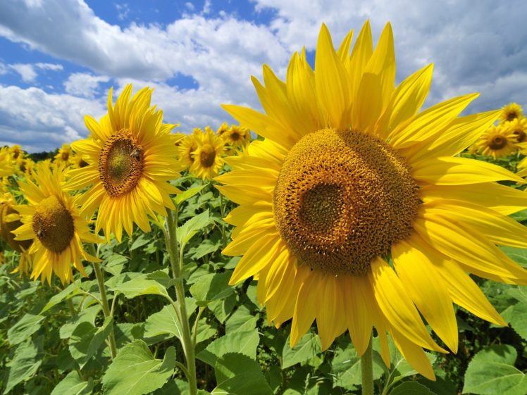 austria, Sunflowers HD Wallpaper Desktop Background