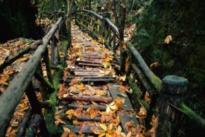 autumn, Leaves, Paths, Bridges