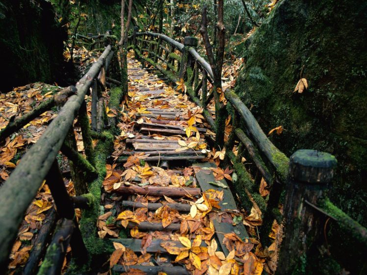 autumn, Leaves, Paths, Bridges HD Wallpaper Desktop Background