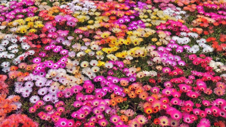 nature, Flowers, Garden, Petals, Colors, Abstract, Plants HD Wallpaper Desktop Background