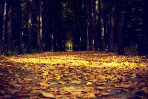 nature, Leaves, Trees, Forests, Autumn, Fall, Seasons, Tunnels, Sunlight, Color, Path, Roads, Sidewalk, Park, Macro