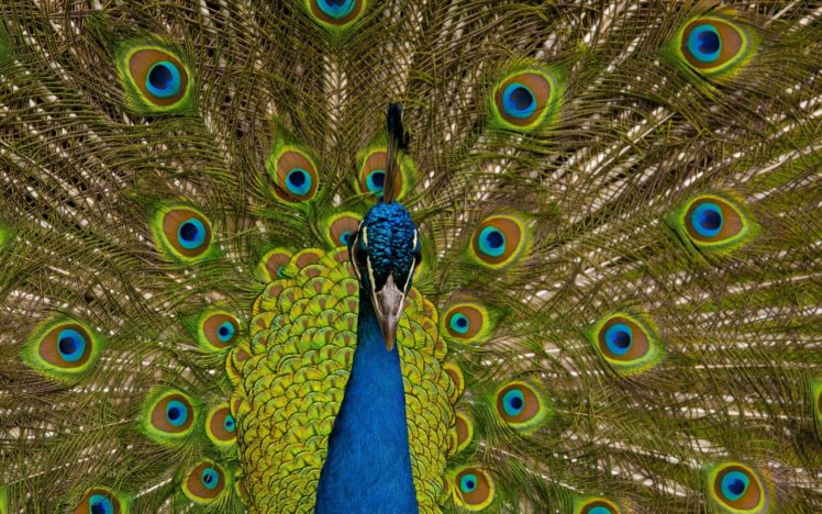 birds, Animals, Peacocks HD Wallpaper Desktop Background