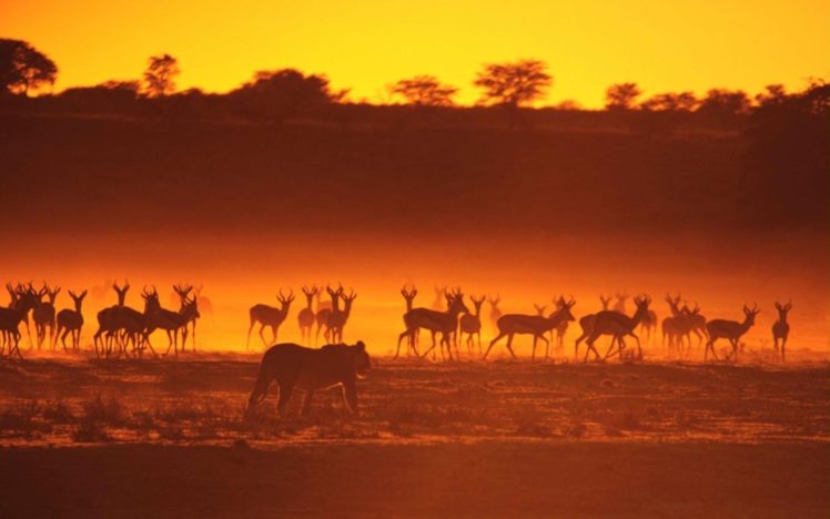landscapes, Animals, Silhouettes, Sunlight, Lions, Gazelle HD Wallpaper Desktop Background