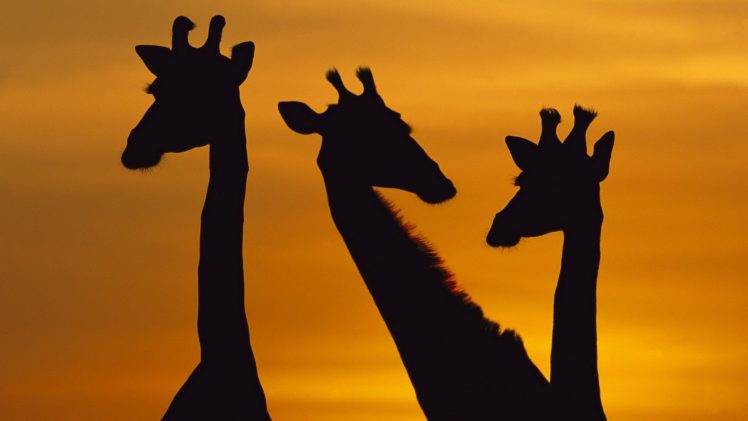 dawn, National, Park, Giraffes HD Wallpaper Desktop Background