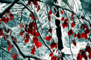 nature, Winter, Snow, Trees, Leaves, Selective, Coloring