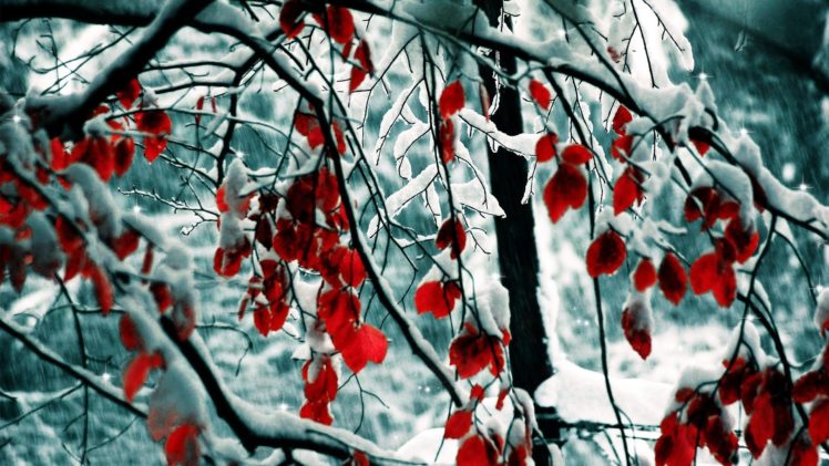 nature, Winter, Snow, Trees, Leaves, Selective, Coloring HD Wallpaper Desktop Background