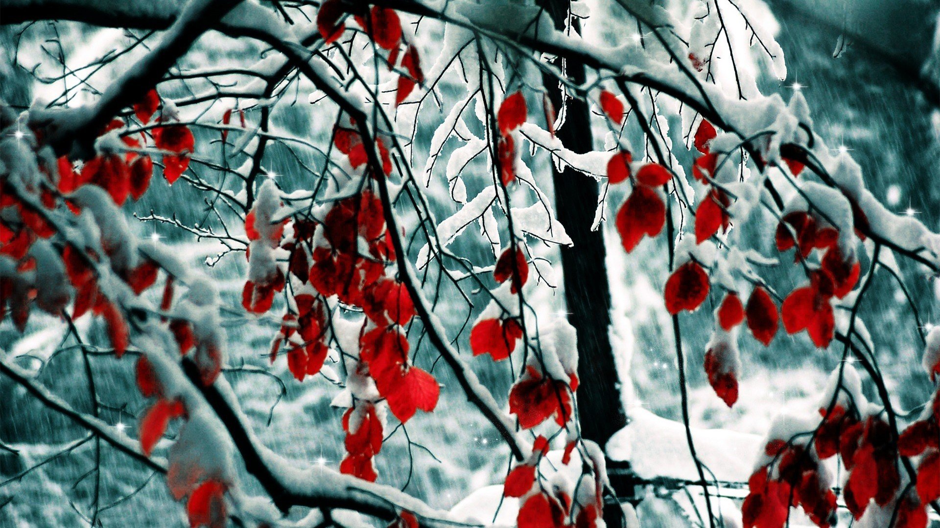 nature, Winter, Snow, Trees, Leaves, Selective, Coloring Wallpaper