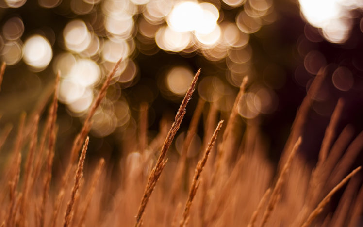wheat, Field, With, Bokeh HD Wallpaper Desktop Background
