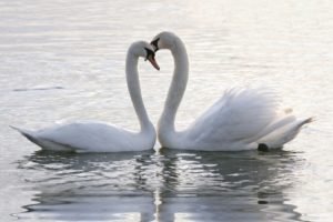 birds, Animals, Swans, Lovers, Two