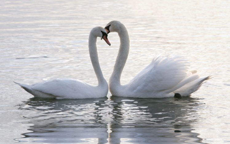 birds, Animals, Swans, Lovers, Two HD Wallpaper Desktop Background