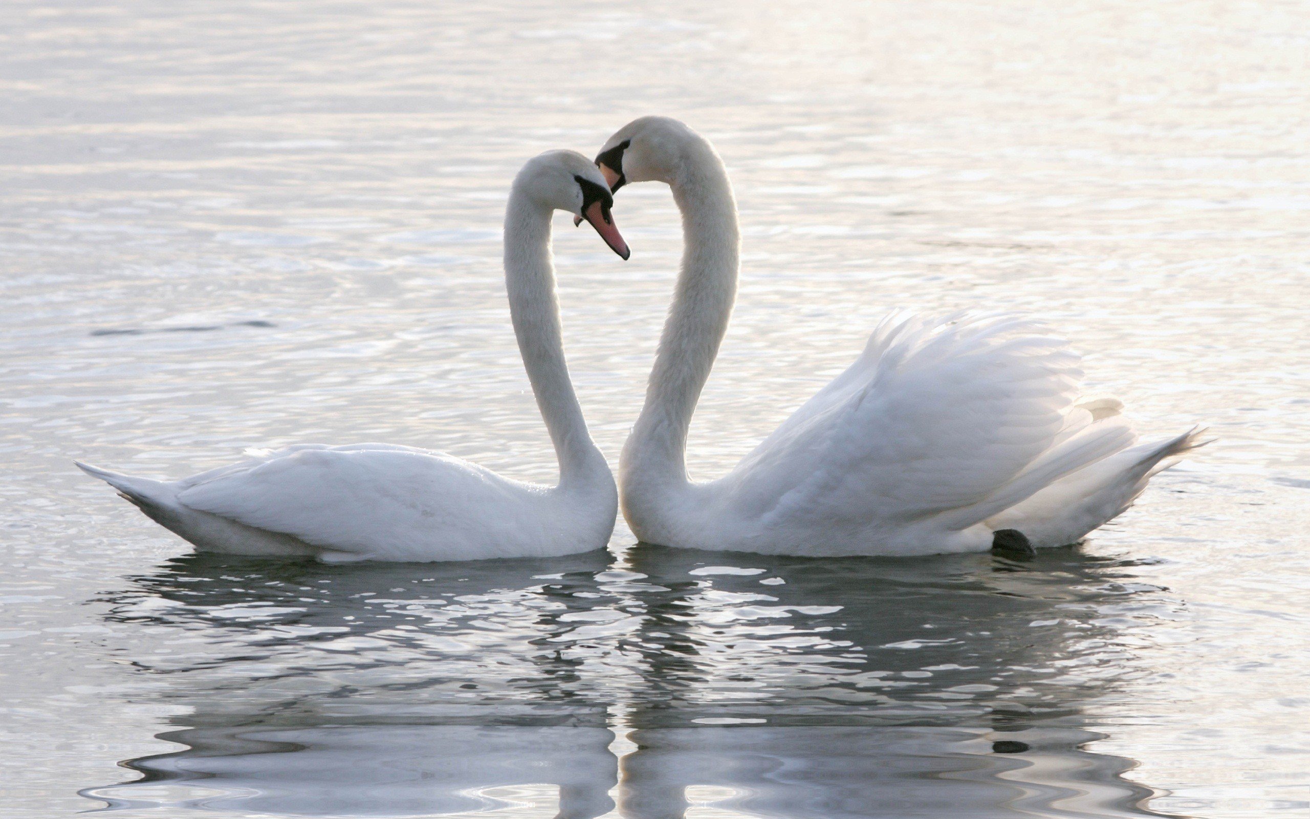birds, Animals, Swans, Lovers, Two Wallpaper